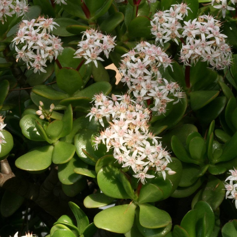 Money Plant Crassula ovata